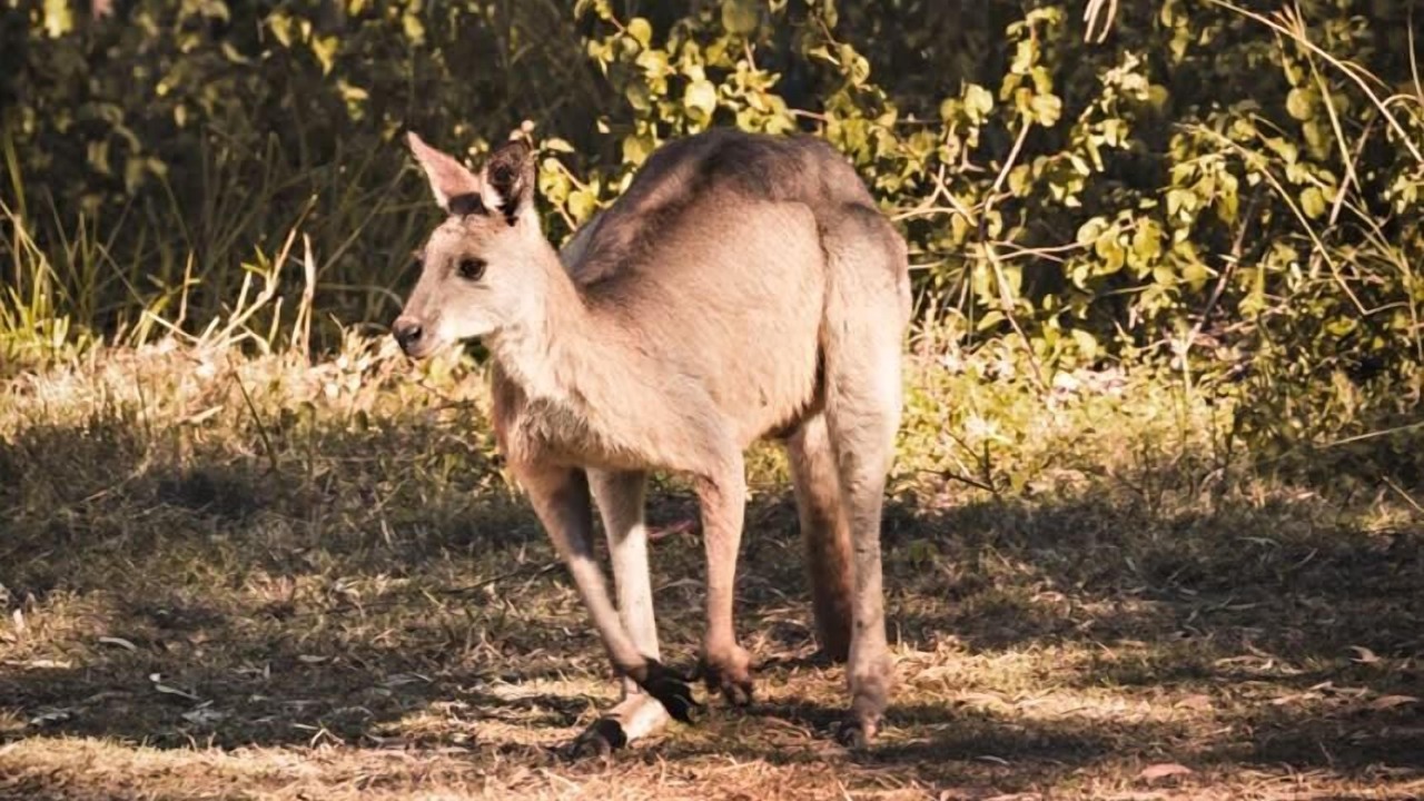 Photo of Others in Tamborine