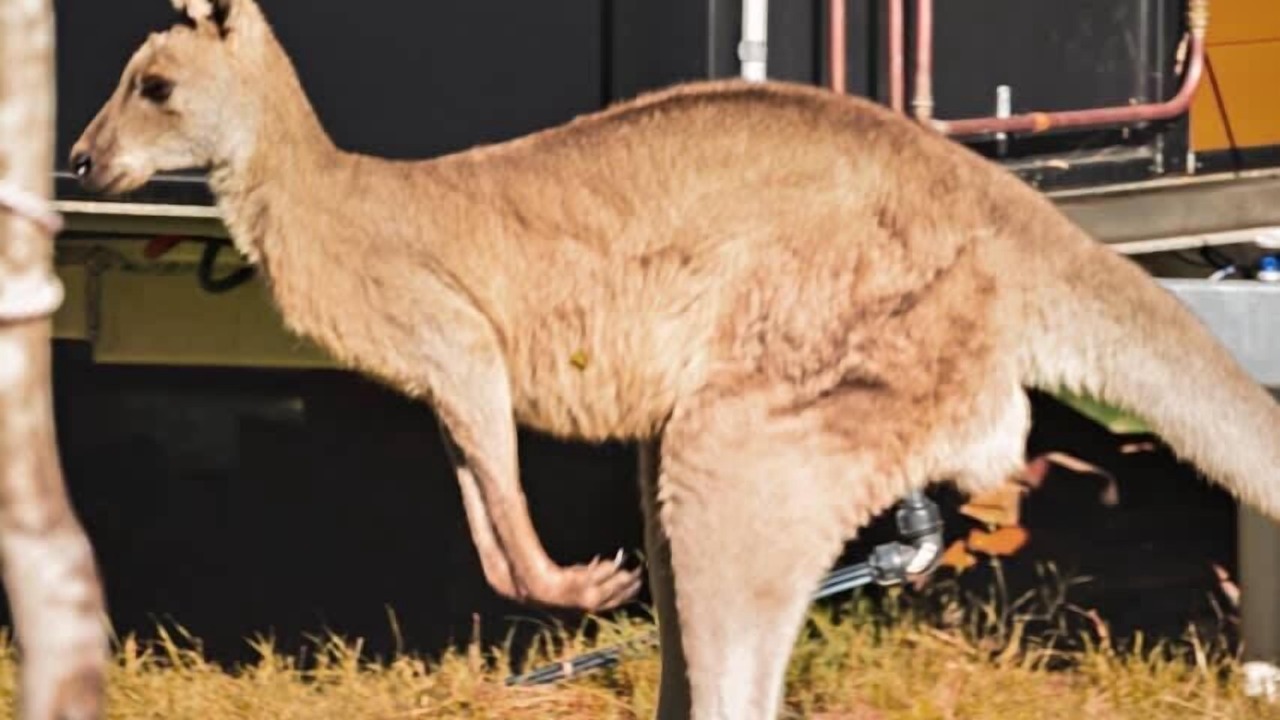 Photo of Others in Tamborine