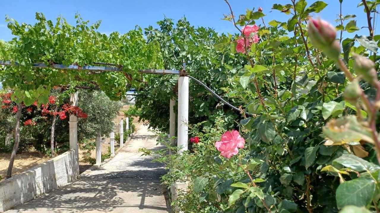Photo of Outdoor in Skiros
