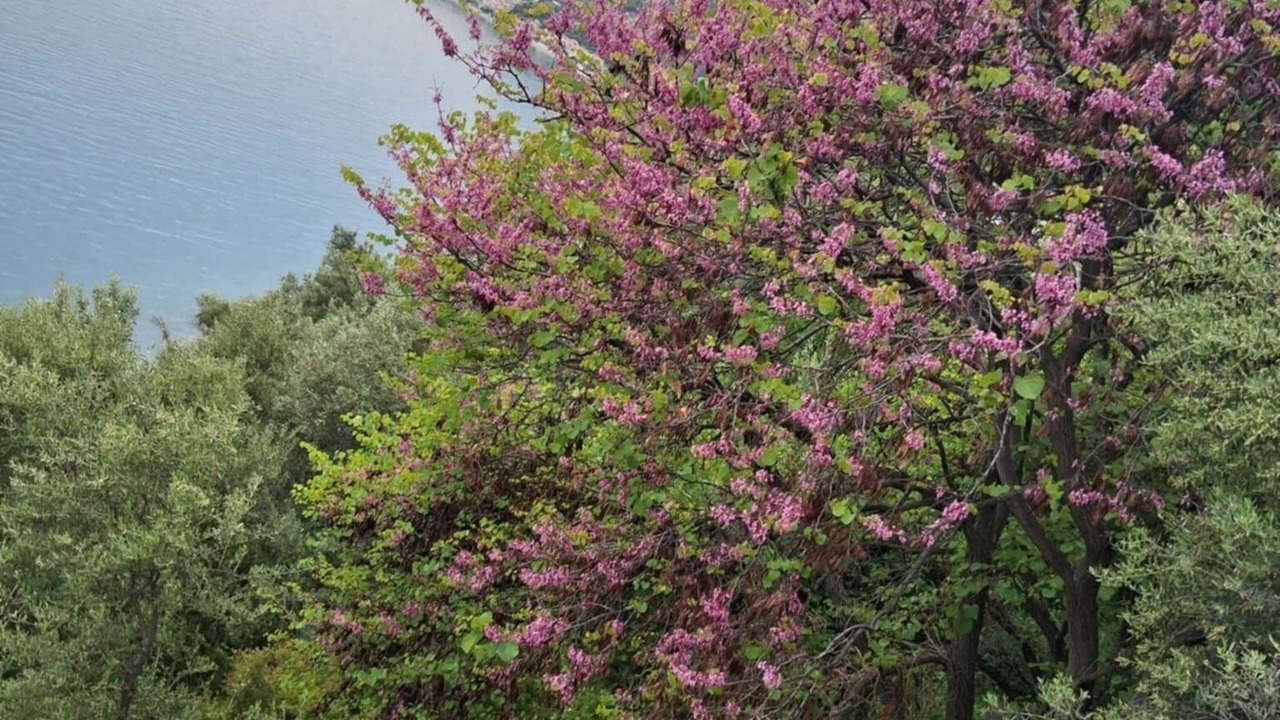 Photo of Others in Pieria Region