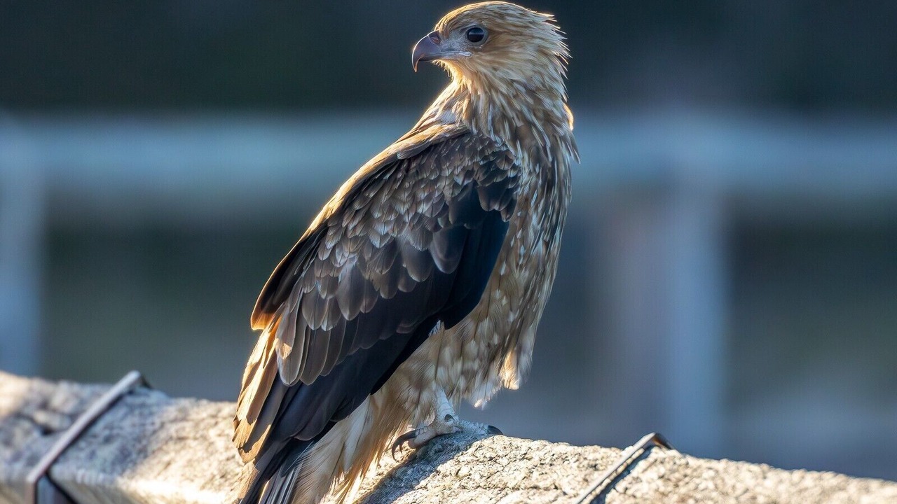 Photo of Others in Kingfisher Bay