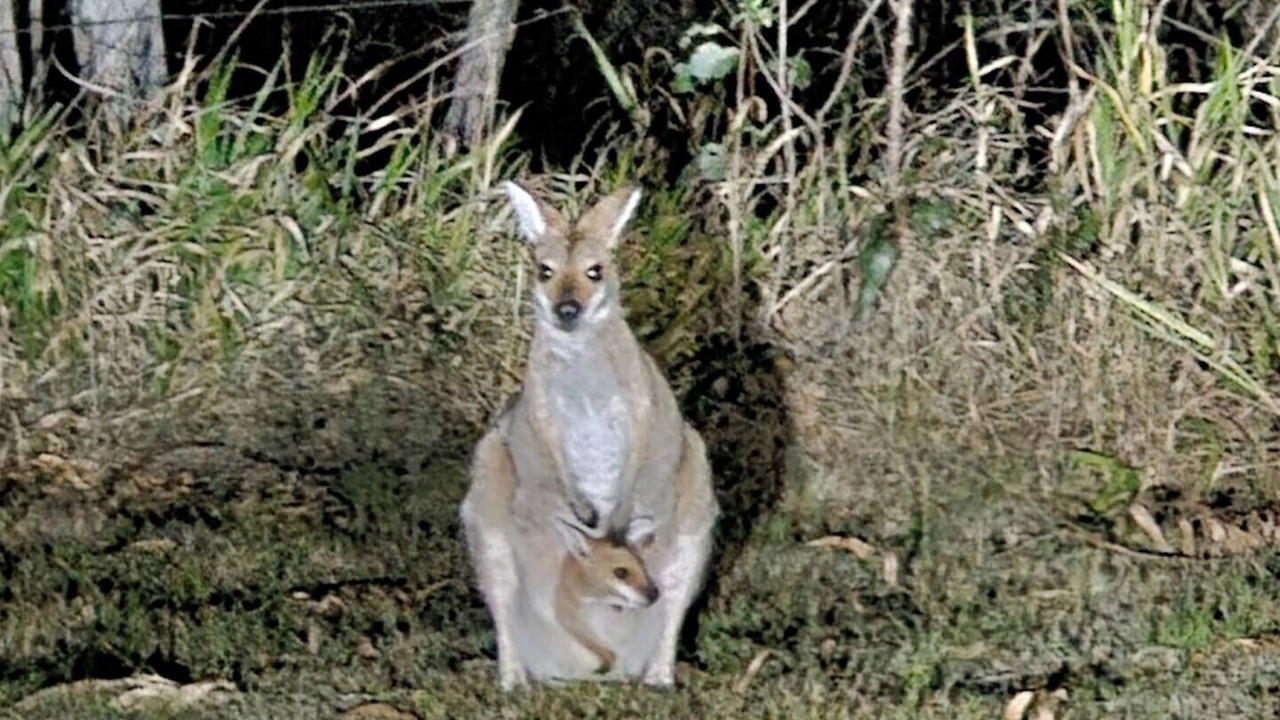 Photo of Others in Kurwongbah