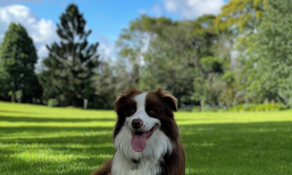 Photo of Outdoor in North Tamborine