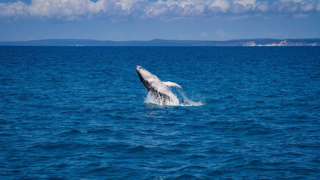 Photo of Others in Kingfisher Bay