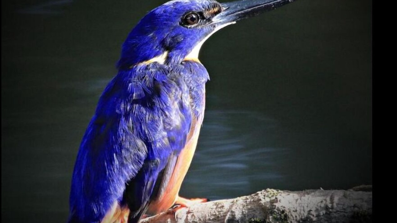 Photo of Others in Daintree