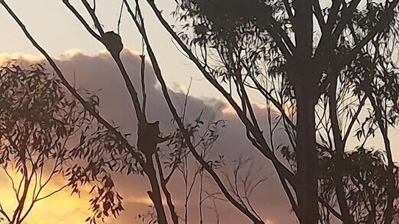 Photo of Others in Burleigh Heads