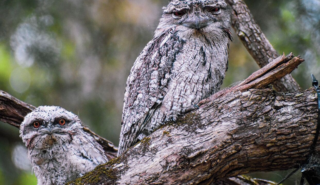 Photo of Others in Guanaba