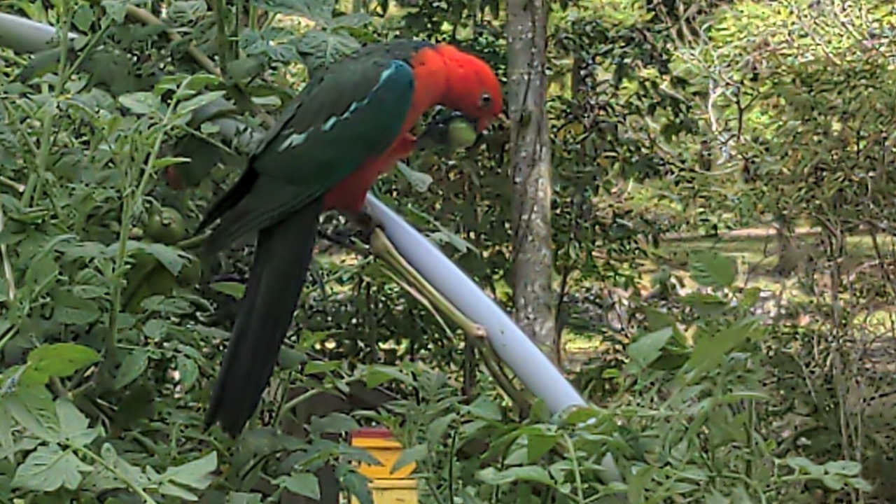 Photo of Others in Maleny