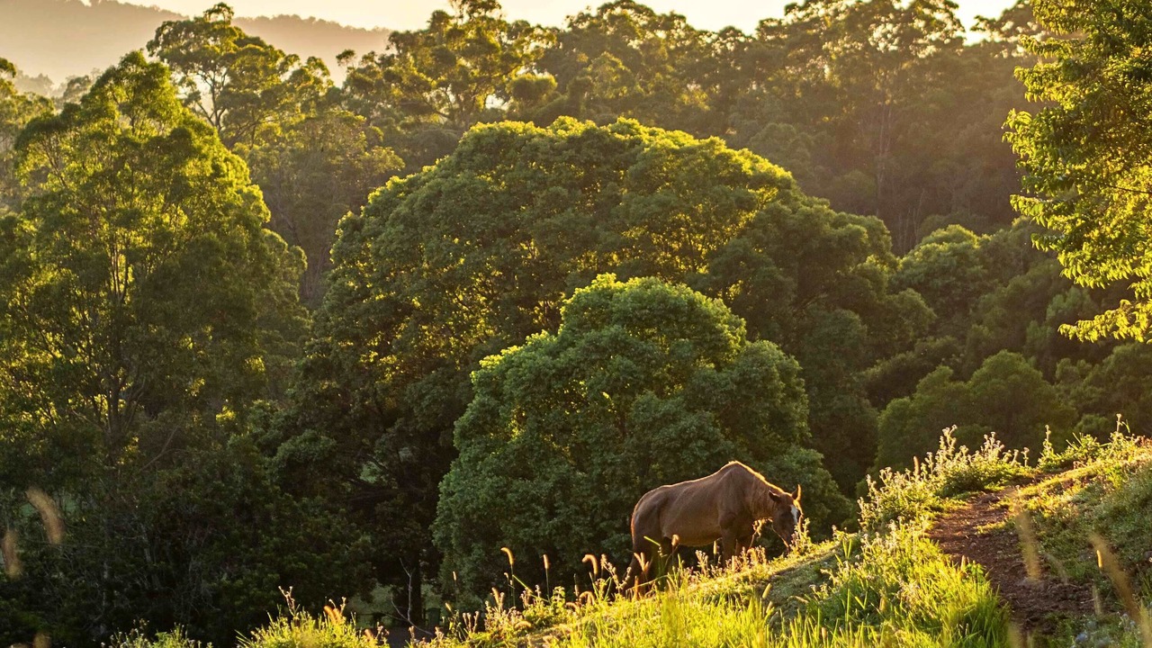 Photo of Others in Guanaba