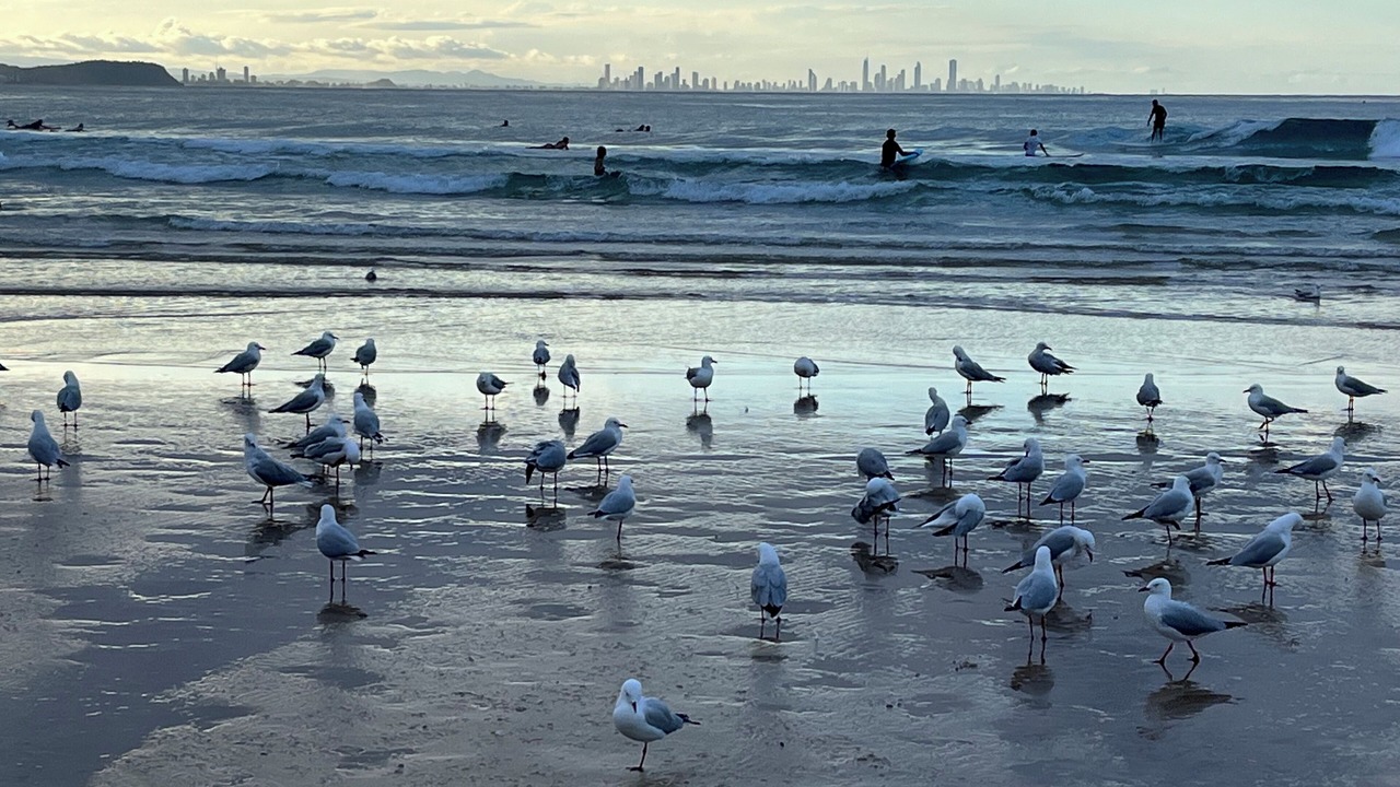 Photo of Others in Gold Coast