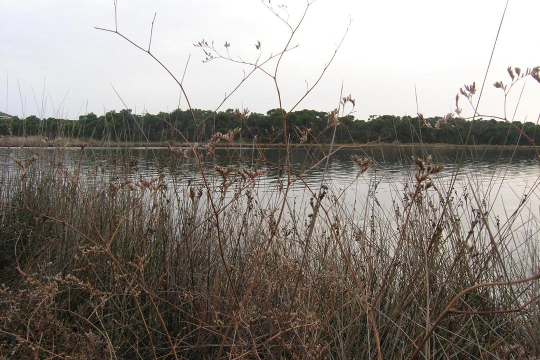 Photo of Others in Koukounaries