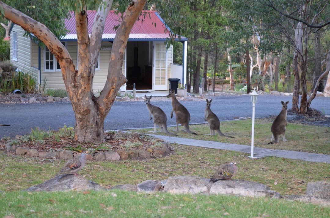 Photo of Others in Stanthorpe