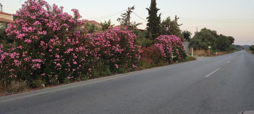 Photo of Outdoor in Kakovatos
