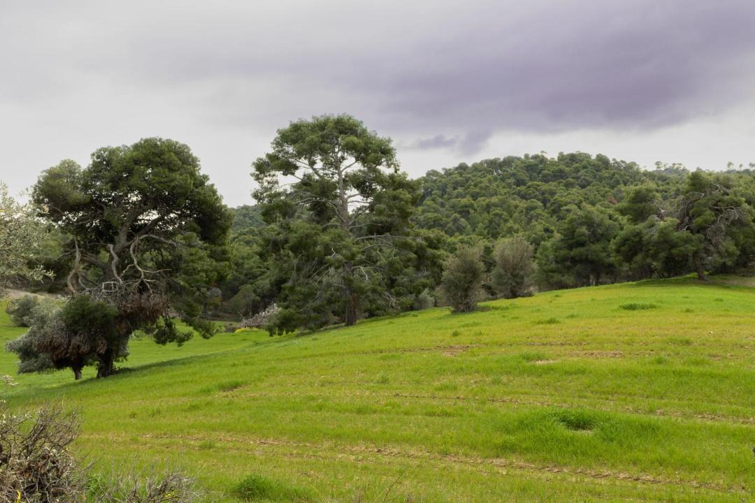 Photo of Others in Kato Alepochori