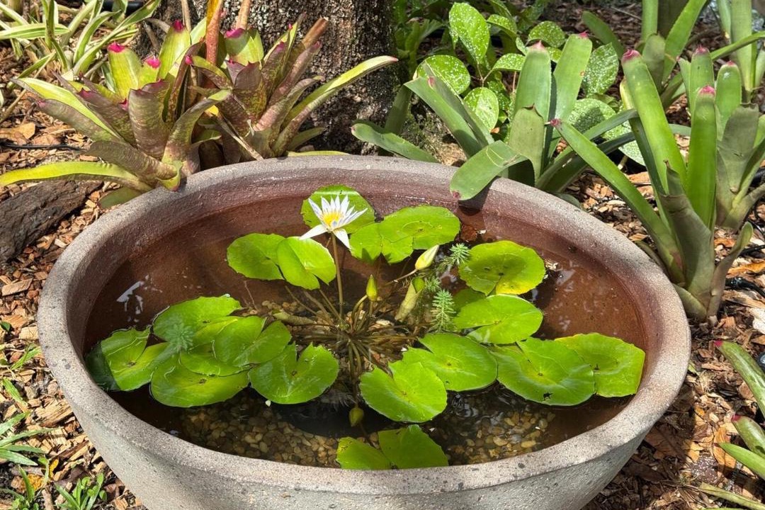 Photo of Outdoor in Cooktown