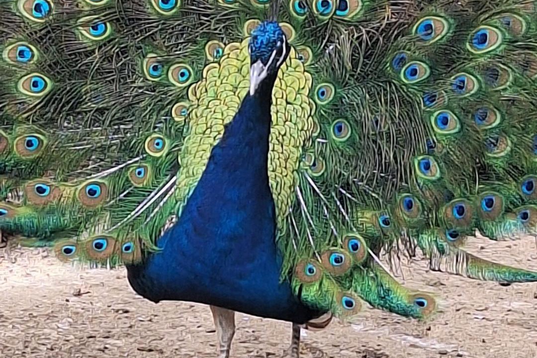Photo of Others in Paiania