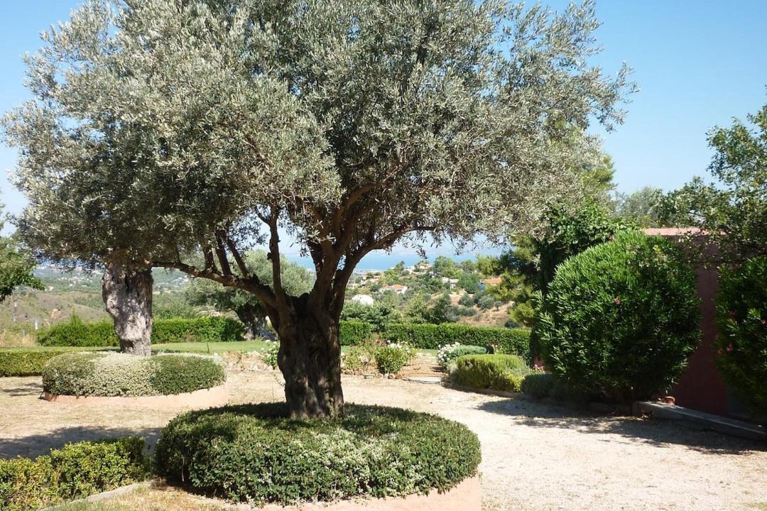 Photo of Outdoor in Markopoulon Oropou