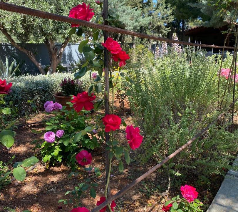Photo of Outdoor in Porto Rafti