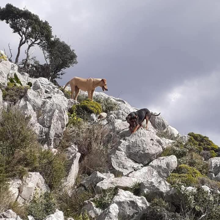 Photo of Others in Messolonghi