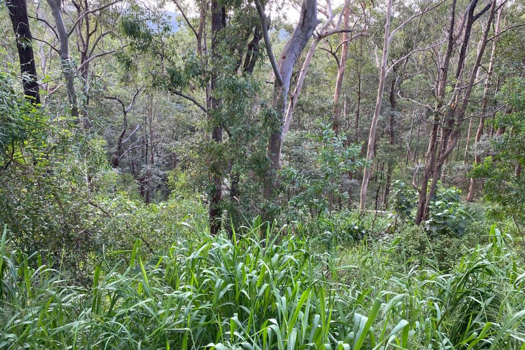 Photo of Outdoor in Tallebudgera