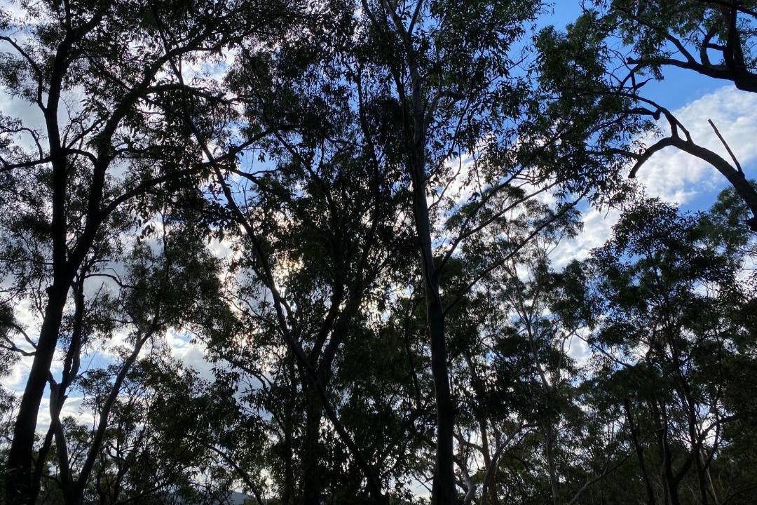 Photo of Others in Tallebudgera