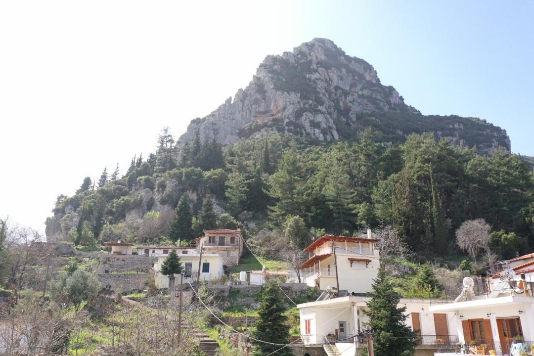 Photo of Others in Tithorea