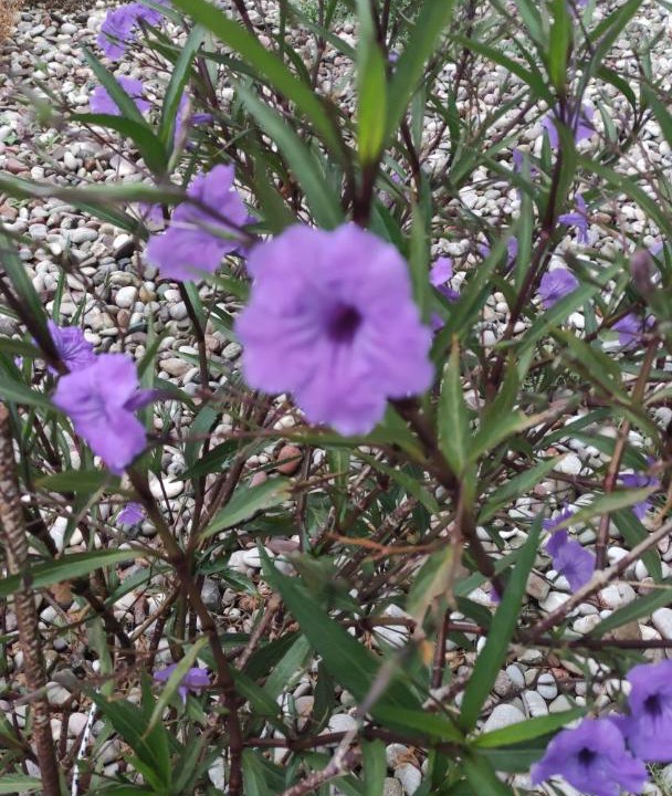 Photo of Outdoor in Mikros Gialos