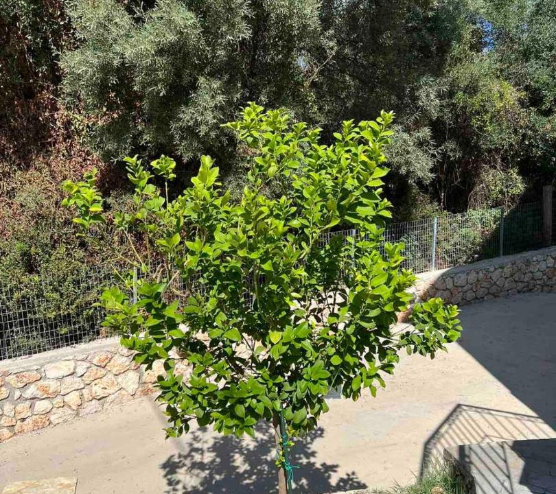 Photo of Outdoor in Mikros Gialos