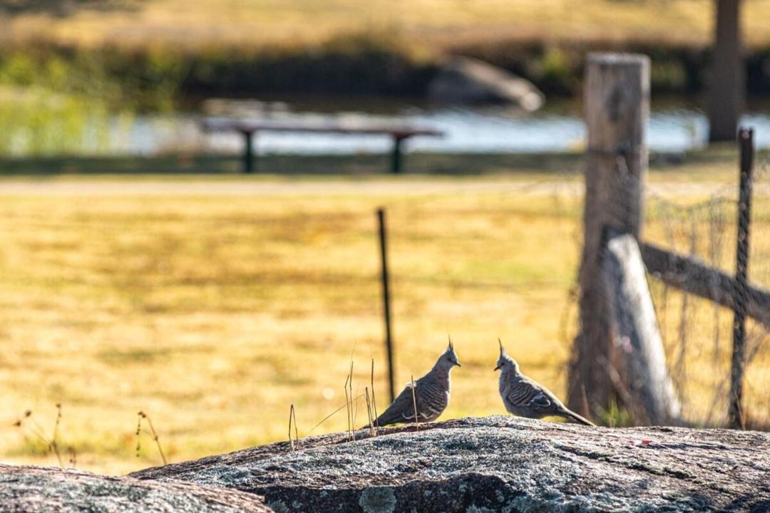 Photo of Others in Stanthorpe