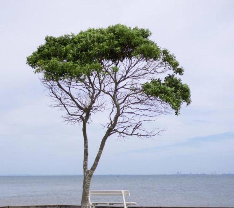 Photo of Others in Clontarf