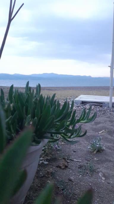 Photo of Others in Amarinthos