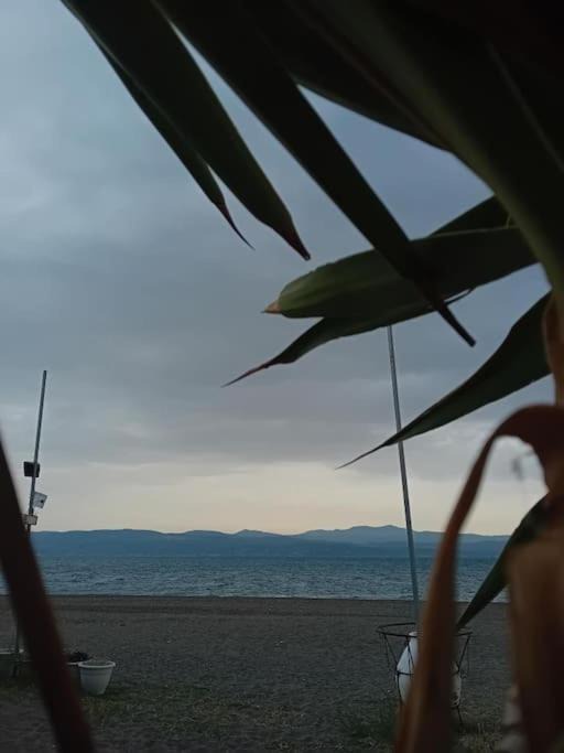 Photo of Others in Amarinthos