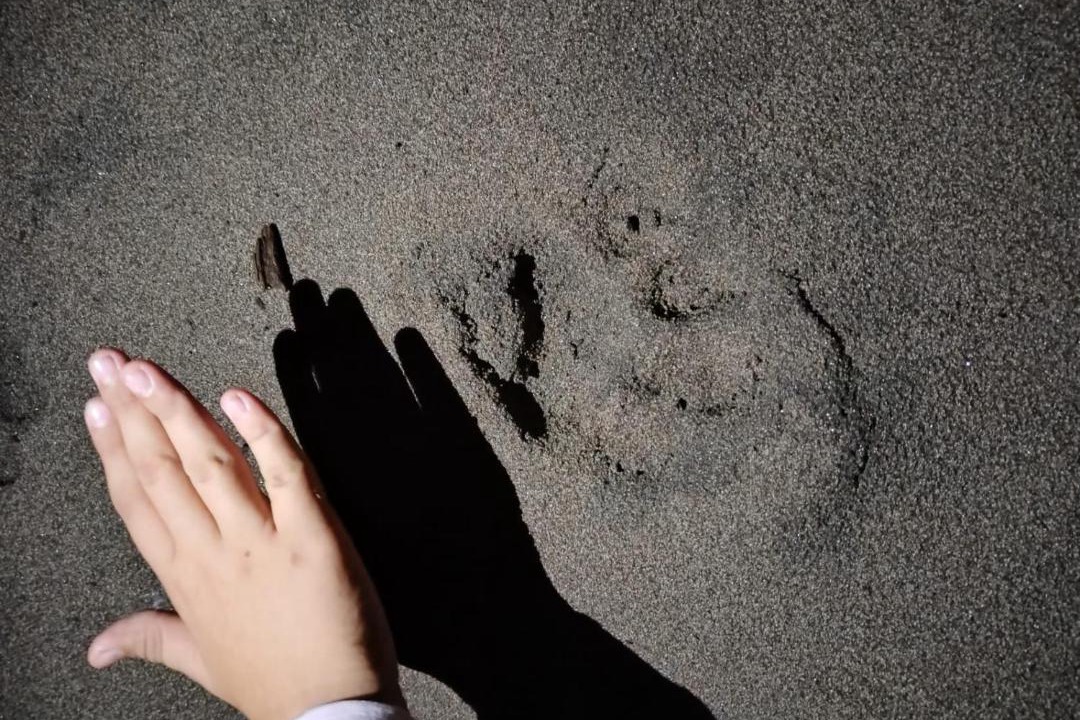 Photo of Others in Tortuguero