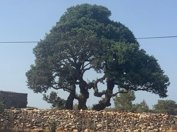 Photo of Outdoor in Kithira
