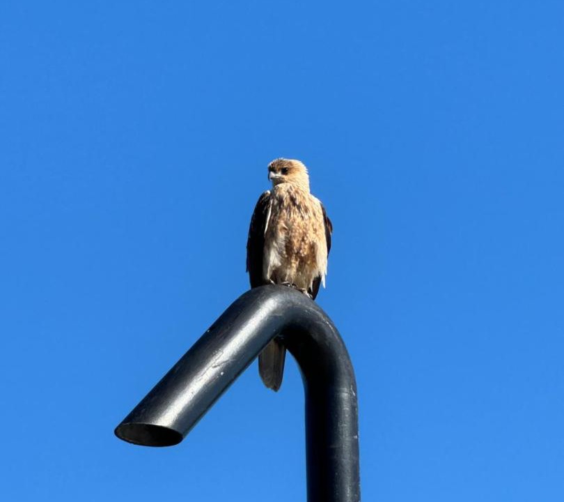 Photo of Others in Kingfisher Bay