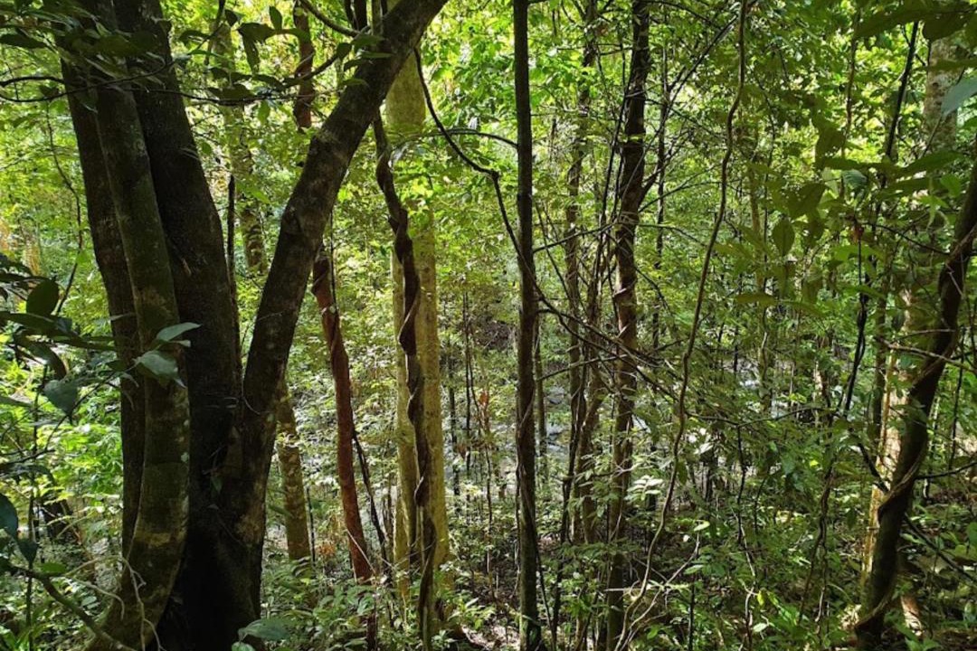 Photo of Others in Kamerunga