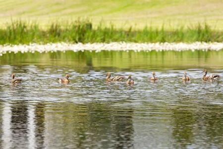 Photo of Others in North Arm