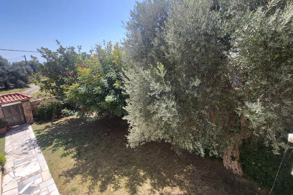 Photo of Others in Eretria