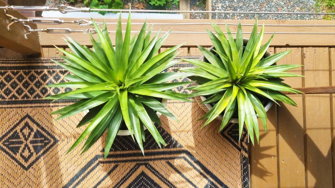 Photo of Patio Balcony in Doonan