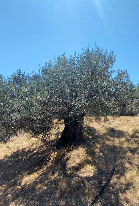 Photo of Outdoor in Isthmia