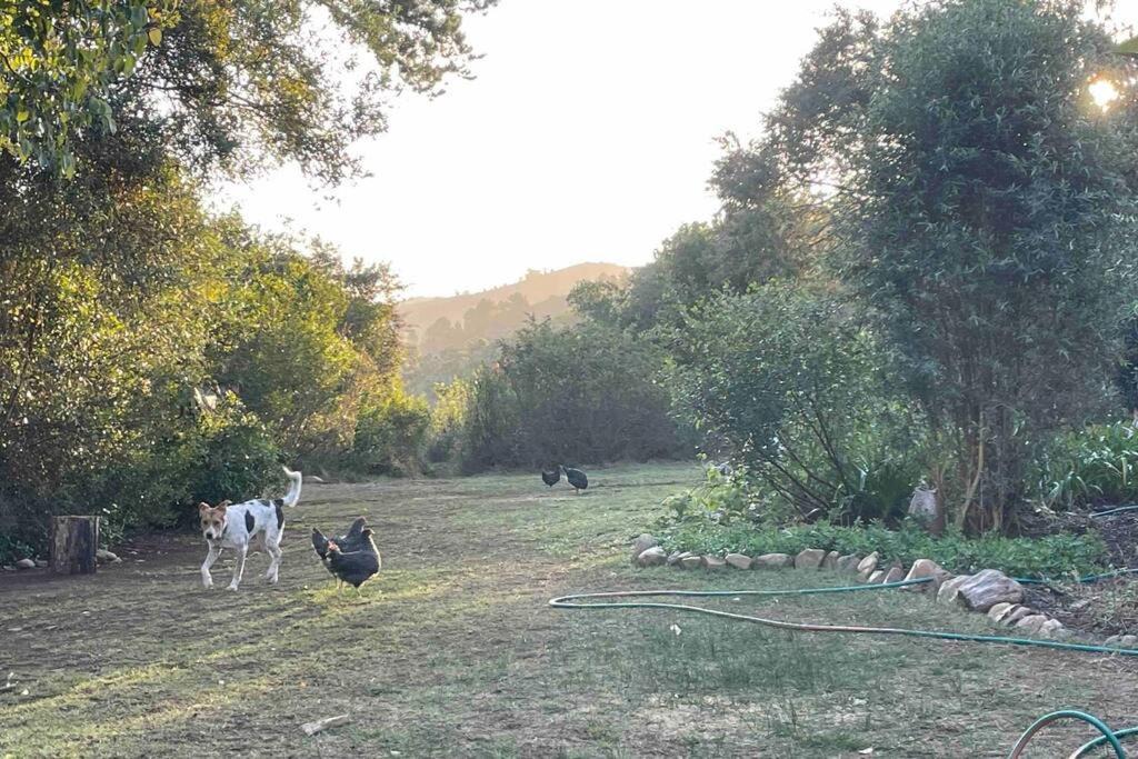 Photo of Outdoor in Harkerville