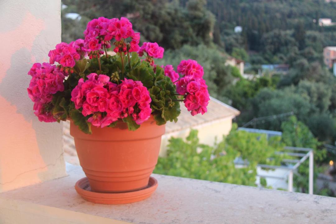 Photo of Patio Balcony in Agios Gordios