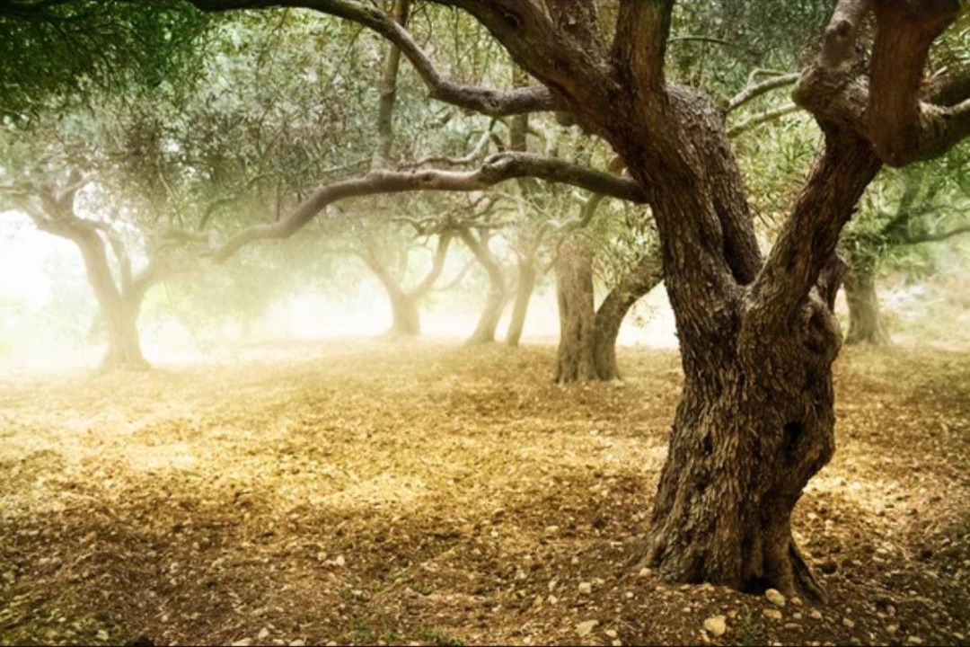 Photo of Outdoor in Khalandrion