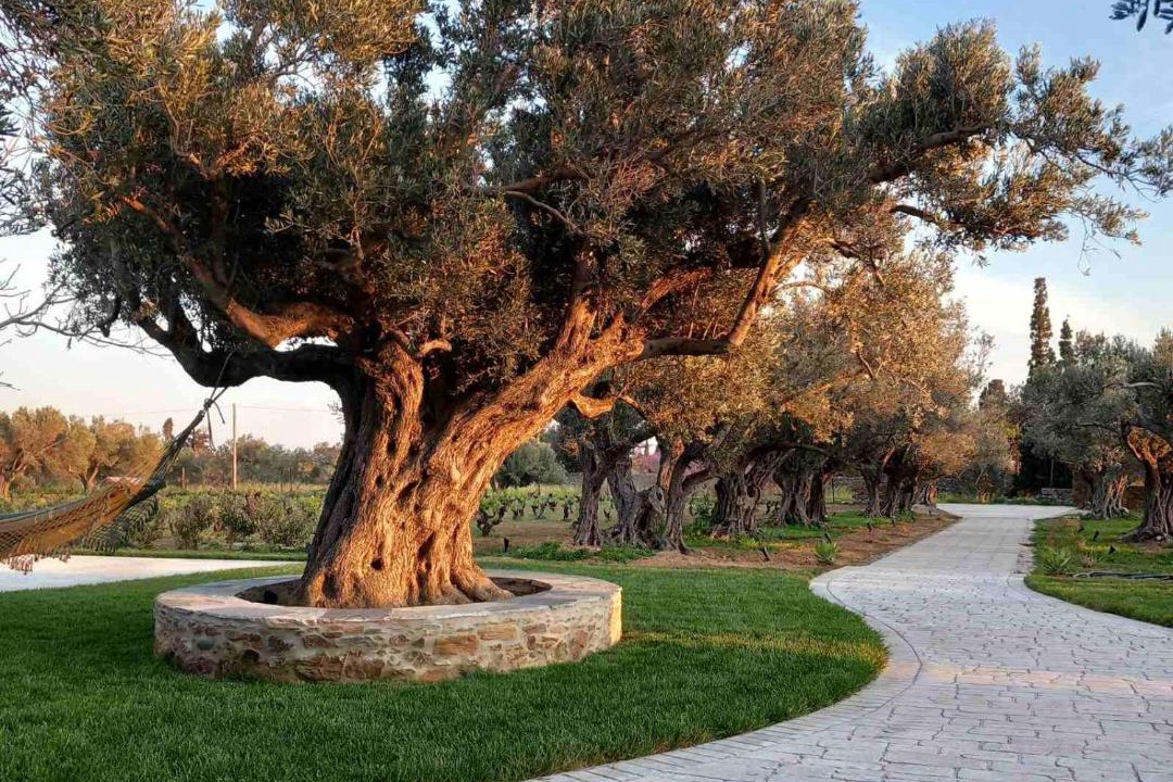 Photo of Outdoor in Karystos