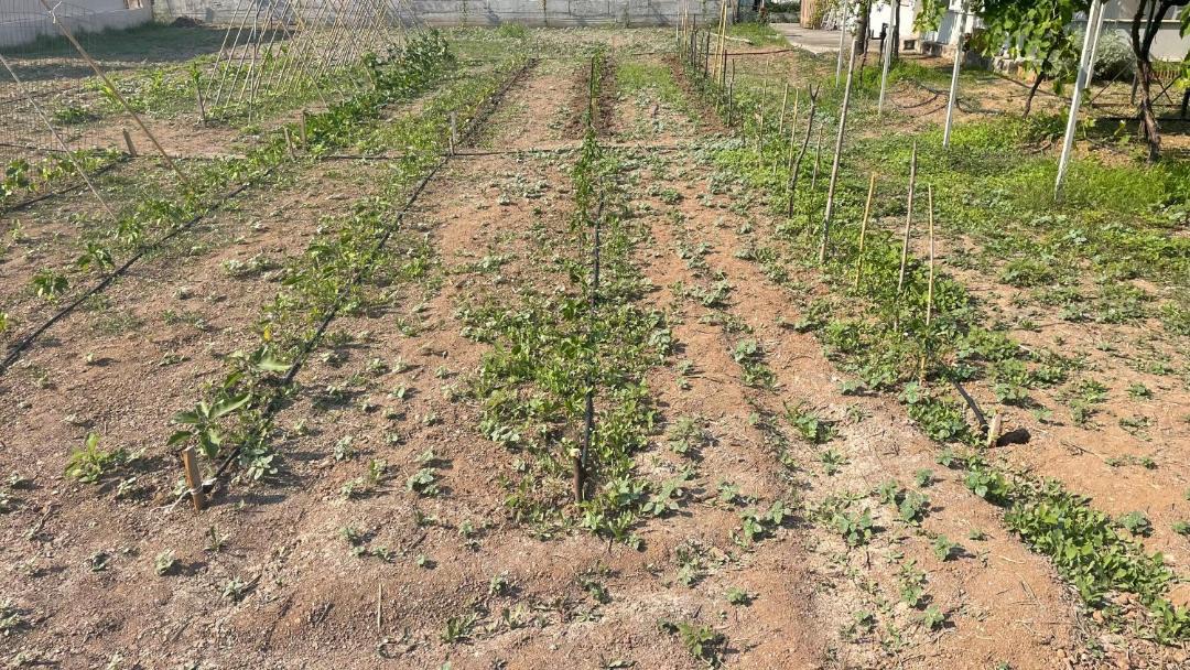 Photo of Outdoor in Ayia Anna