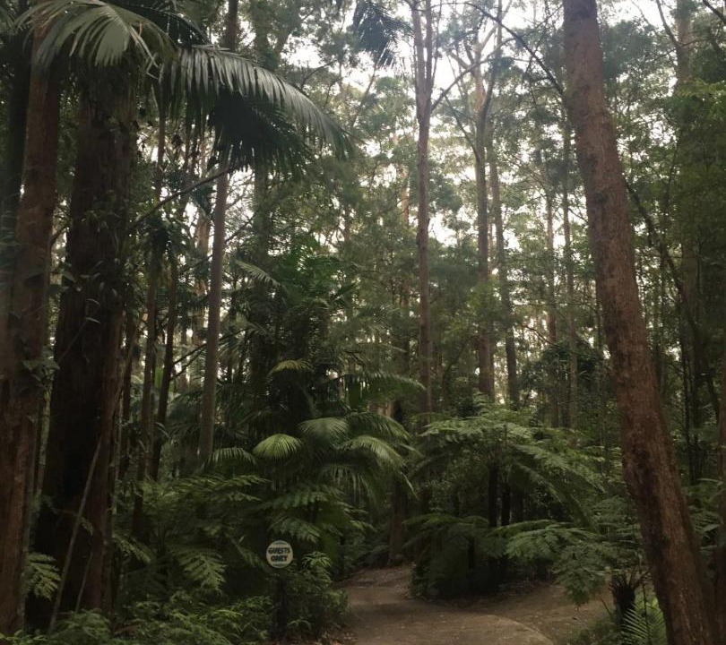 Photo of Others in Springbrook