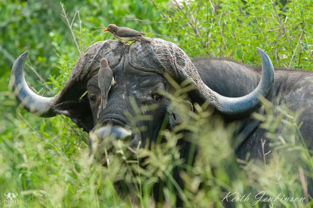 Photo of Others in Thorny Bush Game Reserve