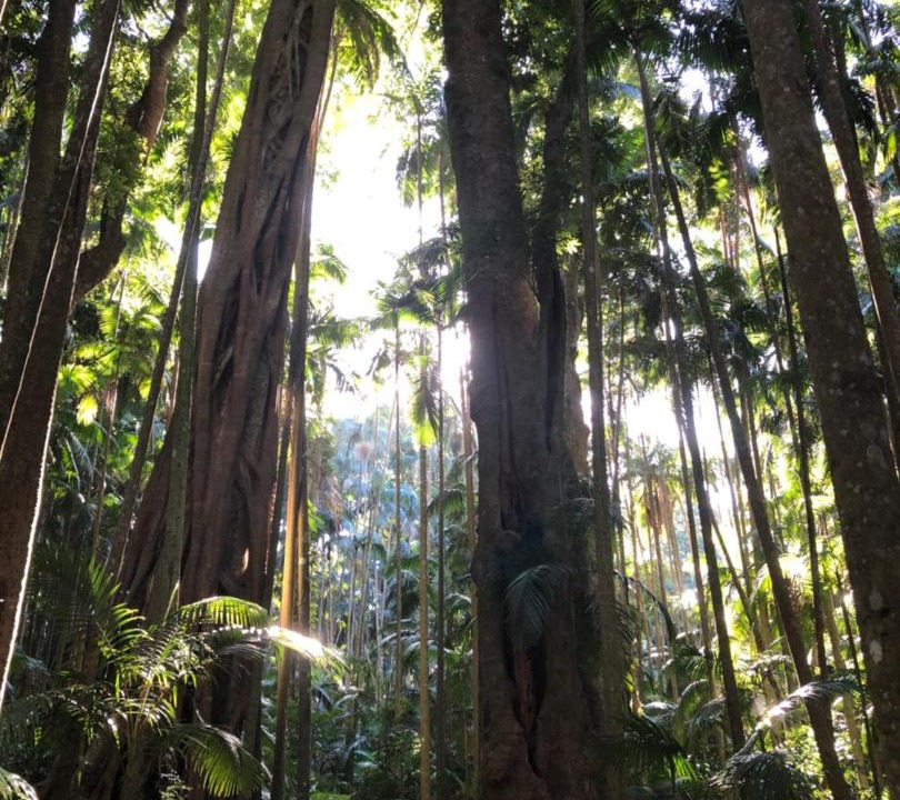 Photo of Others in North Tamborine