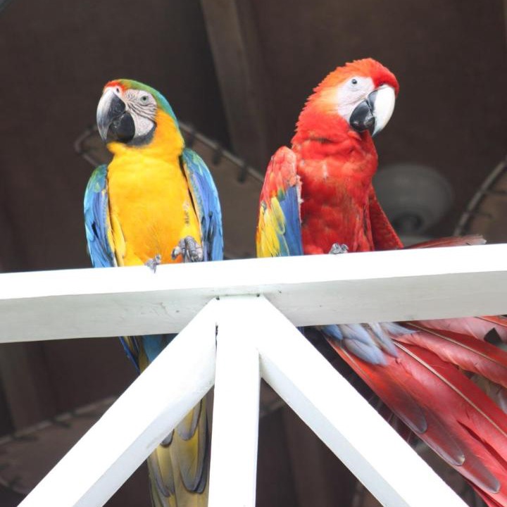 Photo of Others in Puerto Carrillo