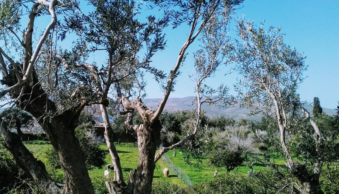 Photo of Others in Karystos